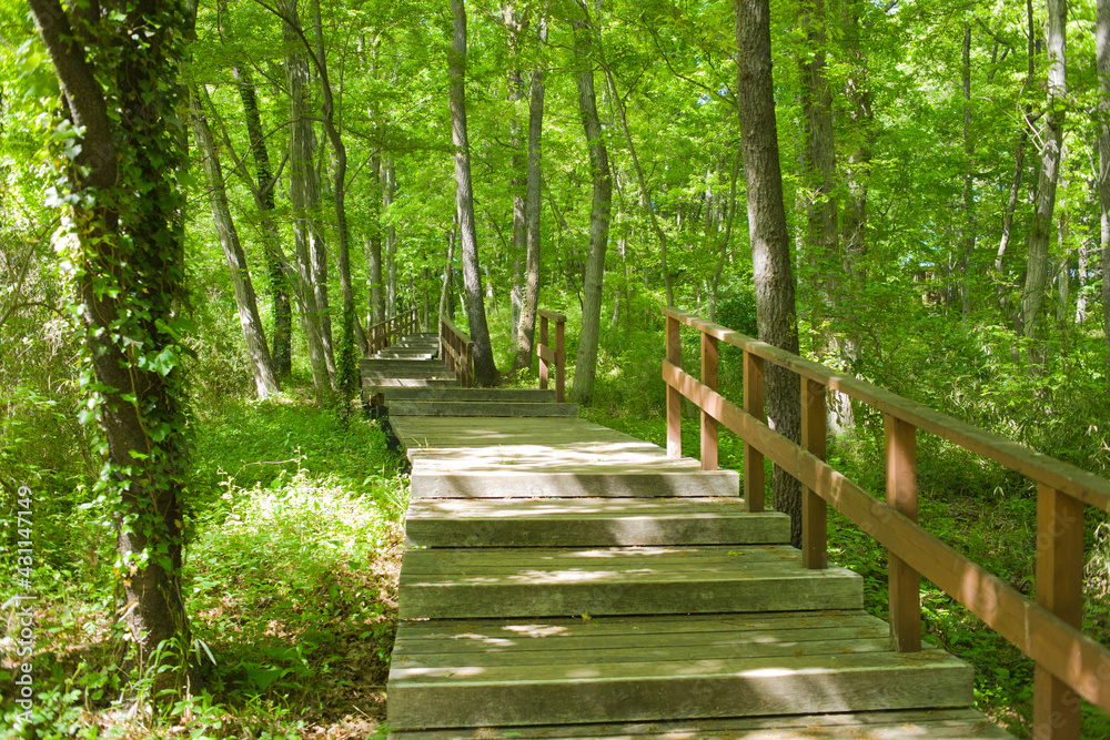 forest stairs in the morning forest stairs in the morning
