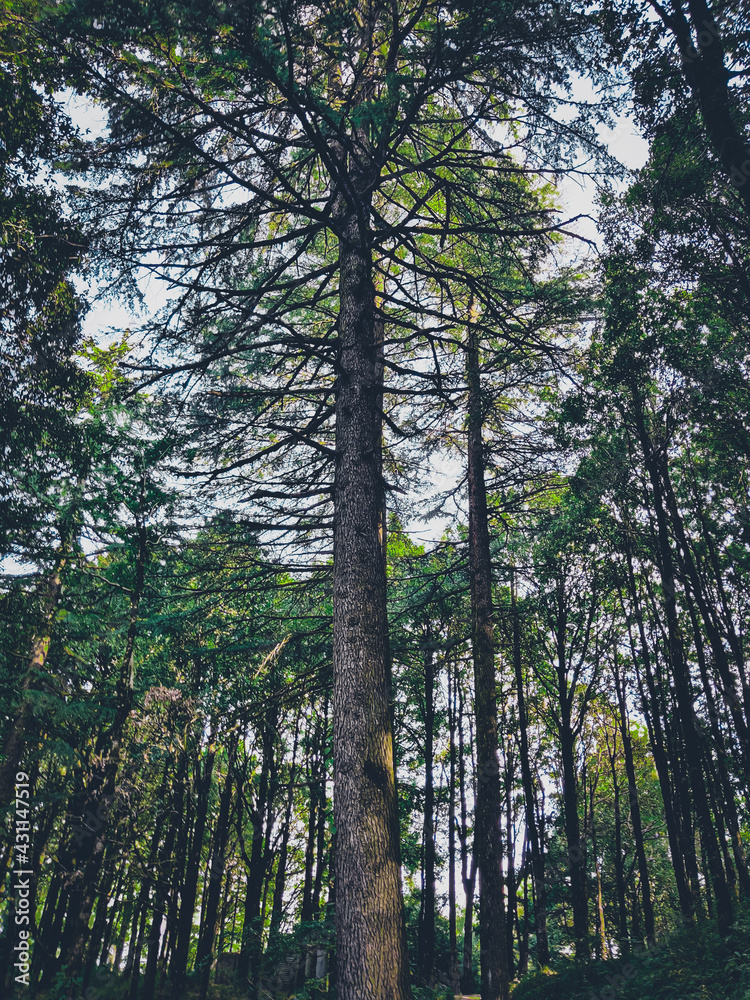 Fototapeta premium trees in the forest