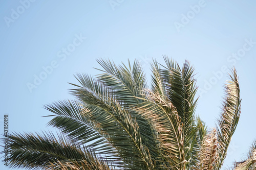 Fresh coconut tree with the sky bright atmosphere in daylight. blue sky background, copy space
