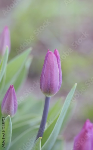 Pastel pink tulips for mothers  day wishes