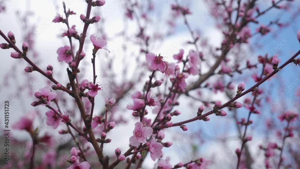 blooming peach orchards trees in spring in Crimea in sunny blooming peach orchards trees in spring in Crimea in sunny