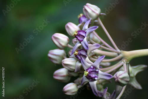 Purple Crown Flower ; Giant Indian Milkweed ; Gigantic Swallowwort (Scientific Name : Calotropis Gigantea ) Tropical Plant backdrop and beautiful detail – nature background