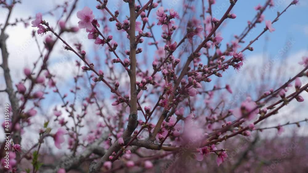 blooming peach orchards trees in spring in Crimea in sunny blooming peach orchards trees in spring in Crimea in sunny