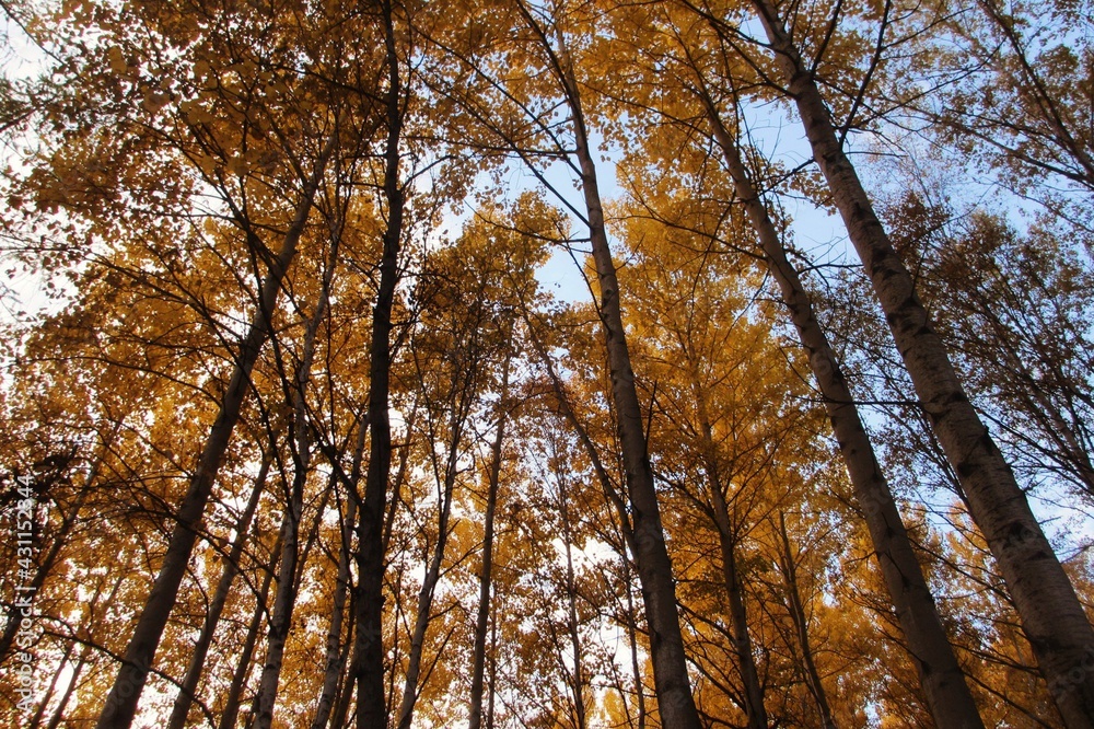 Obraz premium trees in the autumn forest