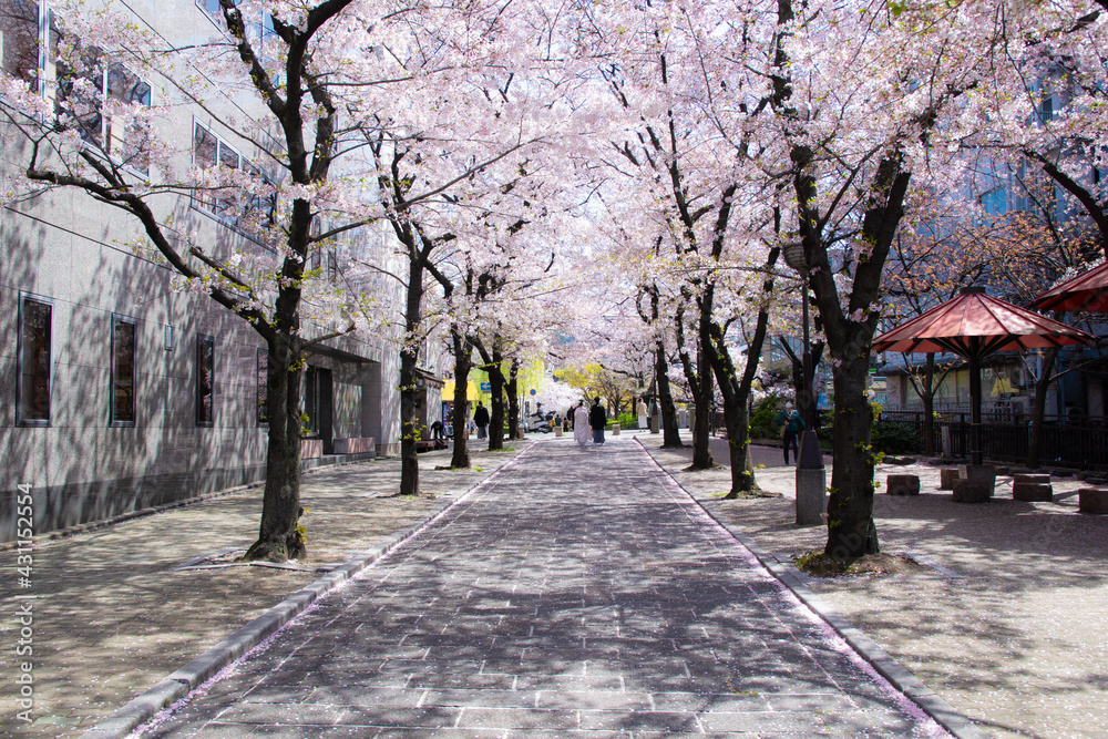 祇園四条の桜