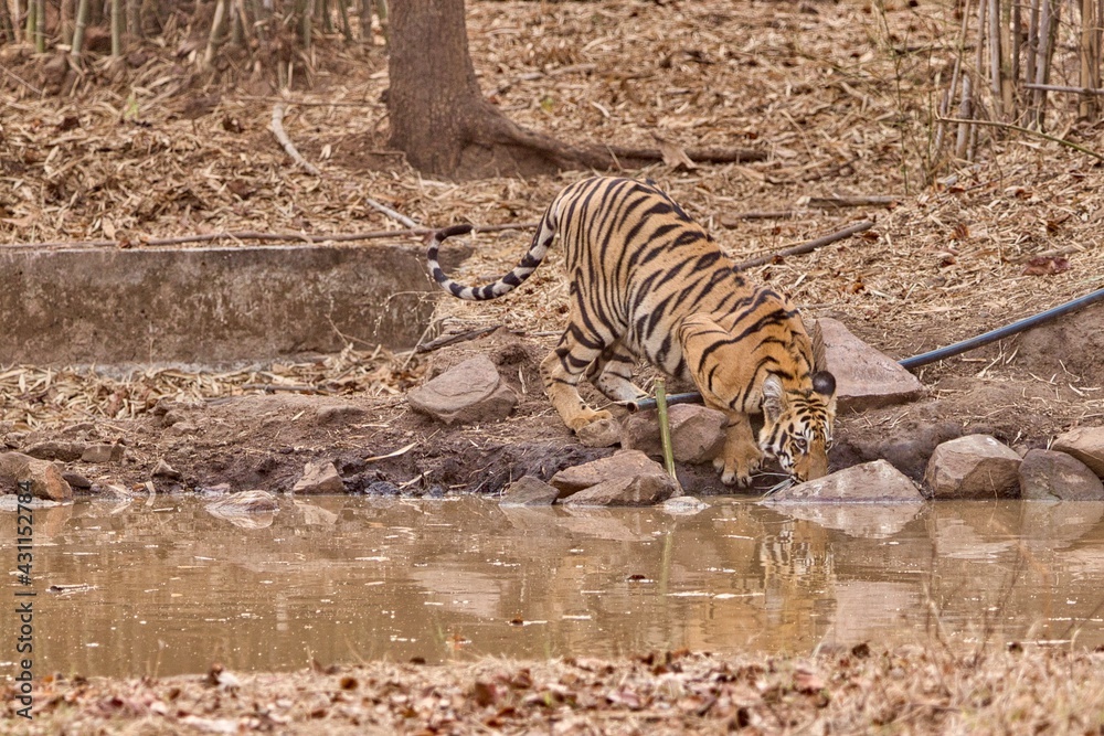 Fototapeta premium Tiger at Tadoba National Park 