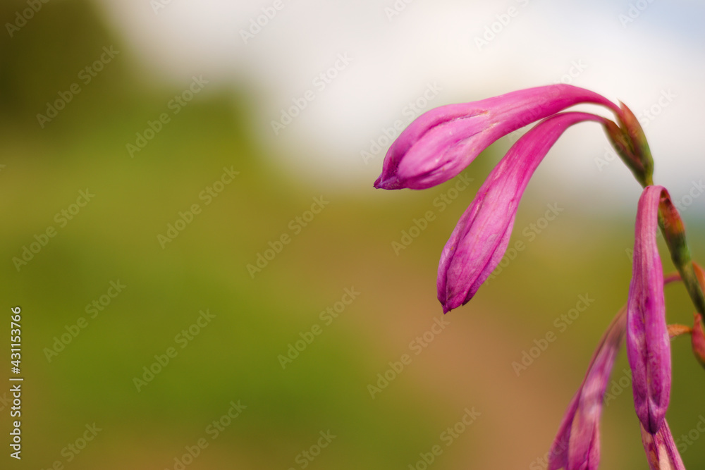 Pink flower with closed petals and bokeh background Pink flower with closed petals and bokeh background