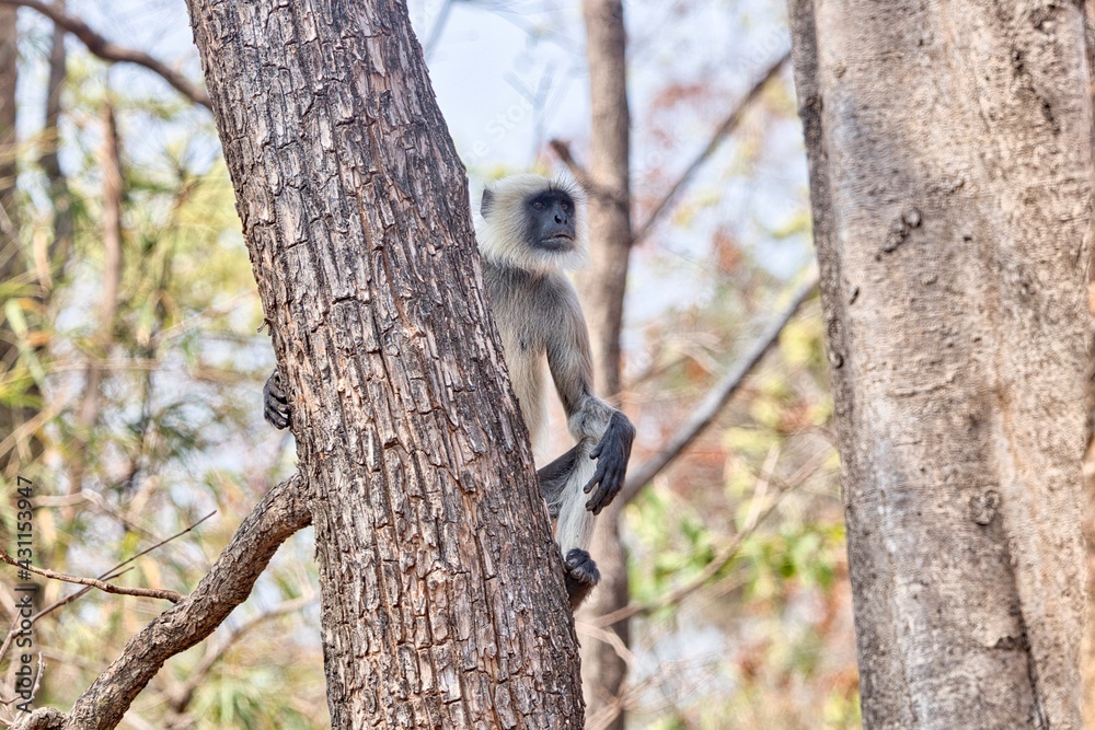 Obraz premium Langur sitting on the branch and ready for alarm calls 