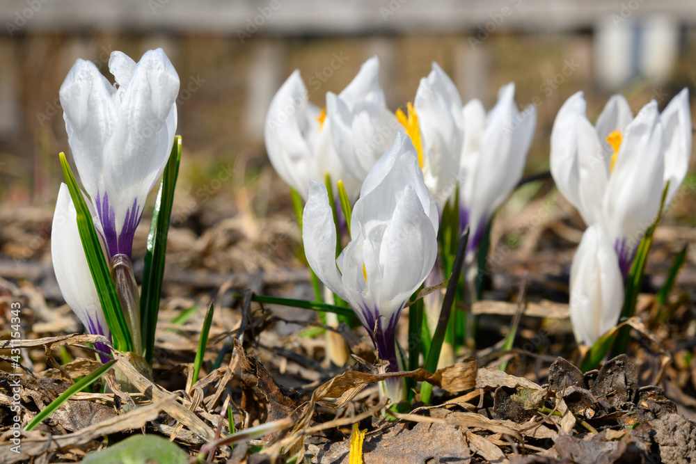 White crocuses , soft focus, perfect for postcard White crocuses , soft focus, perfect for postcard