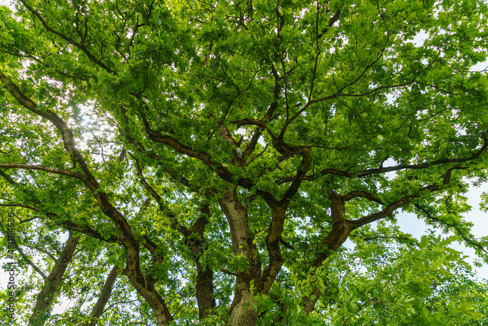 Obraz premium Baum