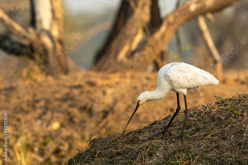 Obraz na plátně Eurasian spoonbill or common spoonbill closeup in golden hour light at keoladeo