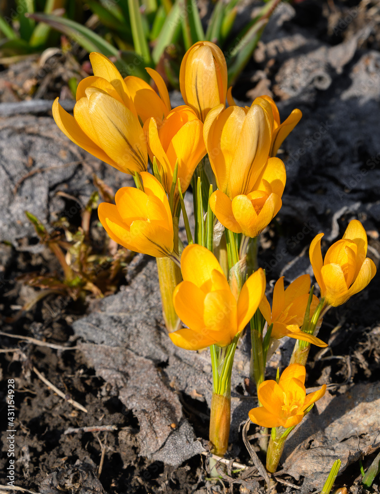 Yellow crocuses , perfect for postcard Yellow crocuses , perfect for postcard