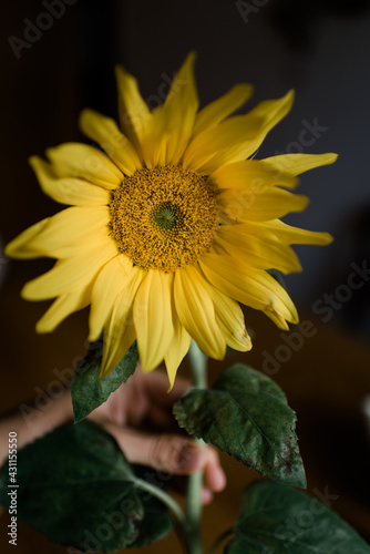 Hand hält Sonnenblume vor dunklem oder schwarzen Hintergrund