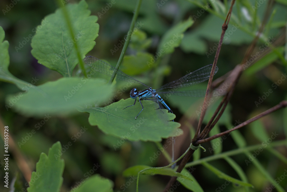 blue dragonfly on a green leaf