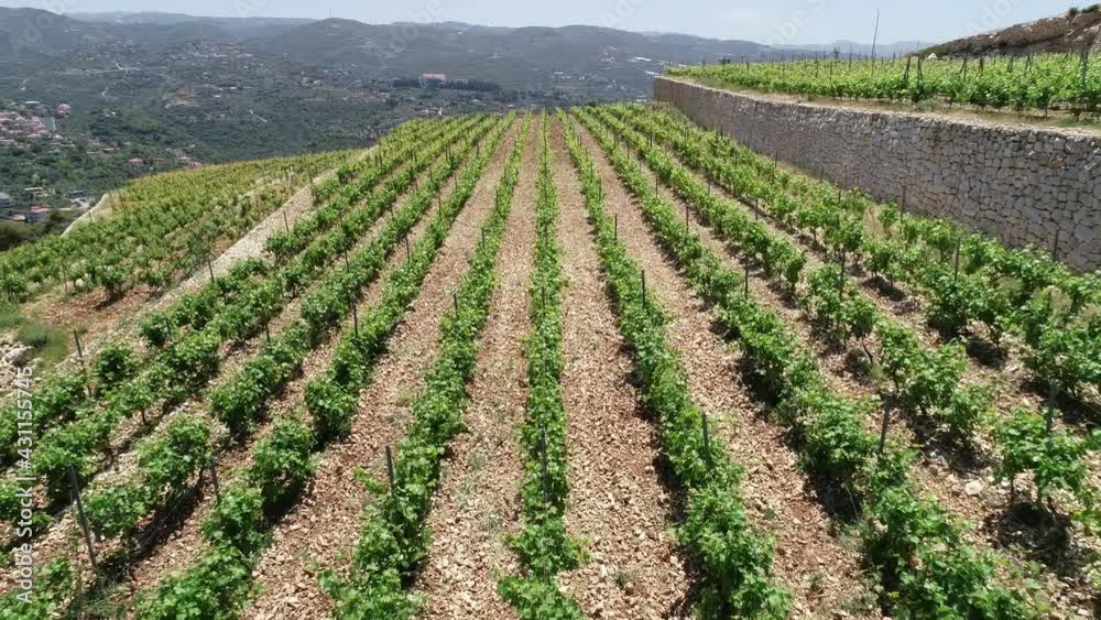 Vineyard landscape view. Wine in progress. Syrah. Cabernet franc. Cabernet sauvignon and merlot. Grapes varieties. Amphora. Batonnage. Vineyard in spring season. Top view Vineyard landscape view. Wine in progress. Syrah. Cabernet franc. Cabernet sauvignon and merlot. Grapes varieties. Amphora. Batonnage. Vineyard in spring season. Top view