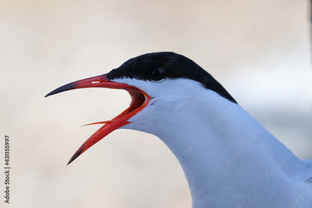 common tern detail