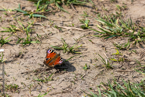 aglais io peacock butterfly basks on the floor 