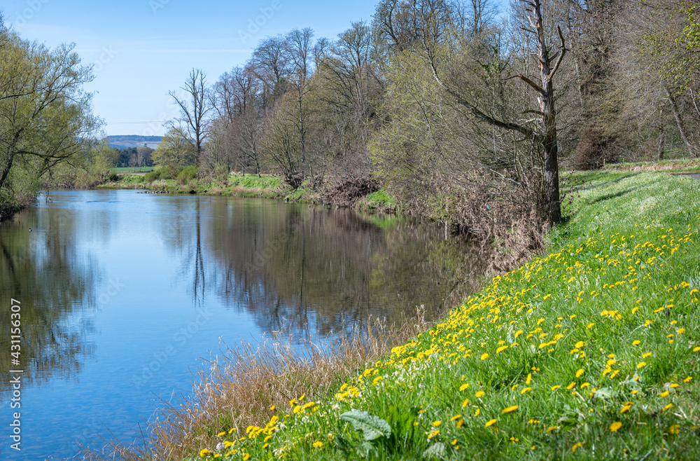 Dandelions growing on the bank of the River Teviot during spring in the Scottish Borders Dandelions growing on the bank of the River Teviot during spring in the Scottish Borders