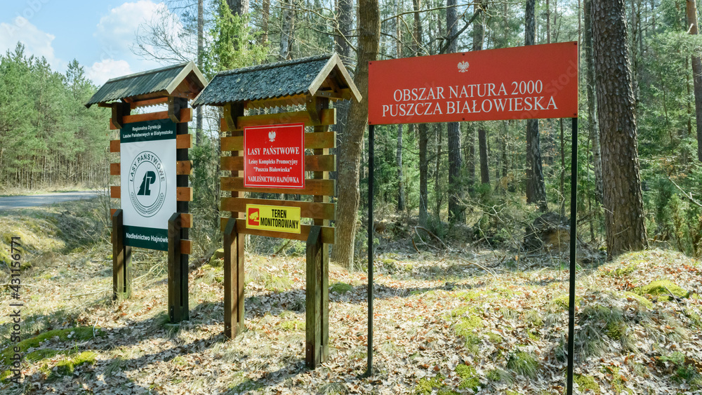 Obszar natura 2000 Puszcza Białowieska - obrazy, fototapety, plakaty 