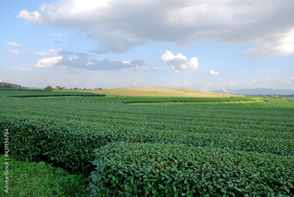 Green tea field with blue sky cloud background at singha parks at chiang rai , thailand - Nature and agriculture farm