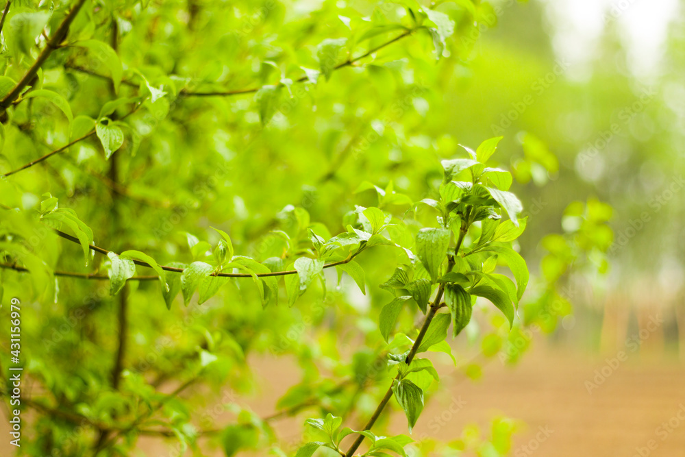 Obraz premium Green tree and leaves background