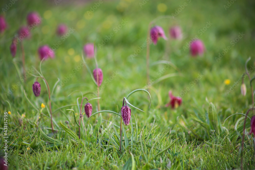 Snake's head fritillary (Fritillaria meleagris) close-up view growing in field Snake's head fritillary (Fritillaria meleagris) close-up view growing in field