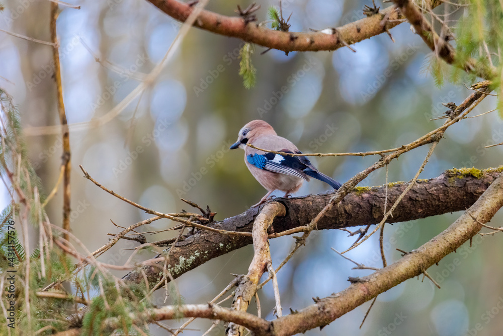 Naklejka premium A jay sits on the branch of a spruce in the forest