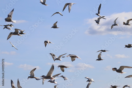 common tern flock © Thomas
