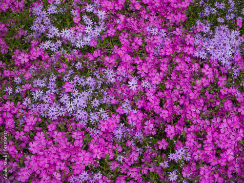 A close-up view from above of a floral carpet of pink and purple flowers. Many small beautiful flowers with different shapes of petals. Natural floral spring background  center focus 