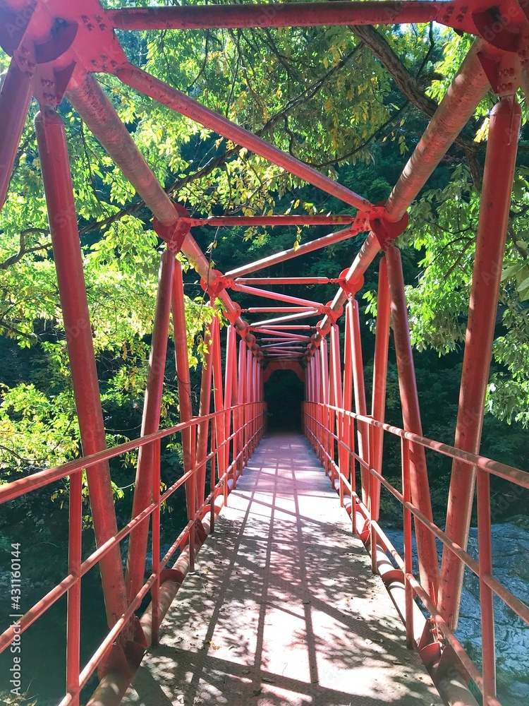 bridge in the forest