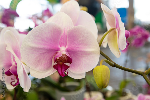 Fototapeta Naklejka Na Ścianę i Meble -  pink Phalaenopsis or Moth dendrobium Orchid flower in winter or spring day tropical garden Floral background.Selective focus.agriculture idea concept design with copy space add text.