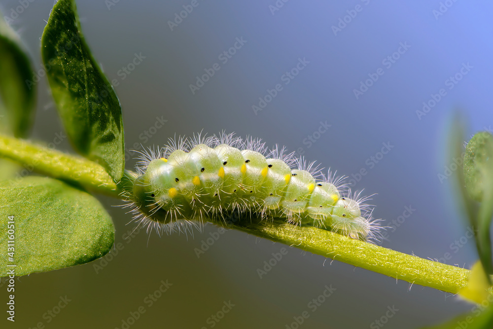 Naklejka premium Larva of butterfly zygaena viciaewriggles around a stem of grass