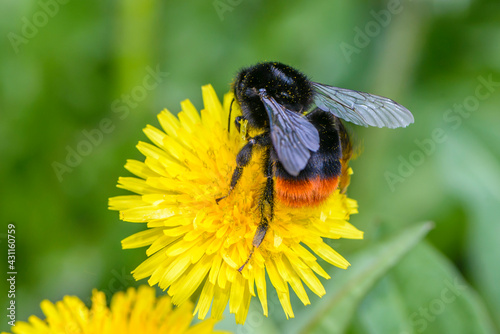 Wallpaper Mural Shaggy bumblebee collects nectar from yellow dandelion flowers Torontodigital.ca