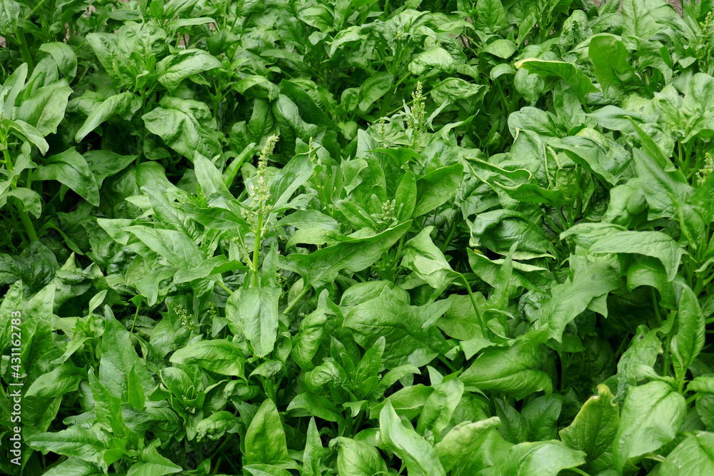 Fresh spinach leaves growing in vegetable garden - Spinacia oleracea. Fresh spinach leaves growing in vegetable garden - Spinacia oleracea.
