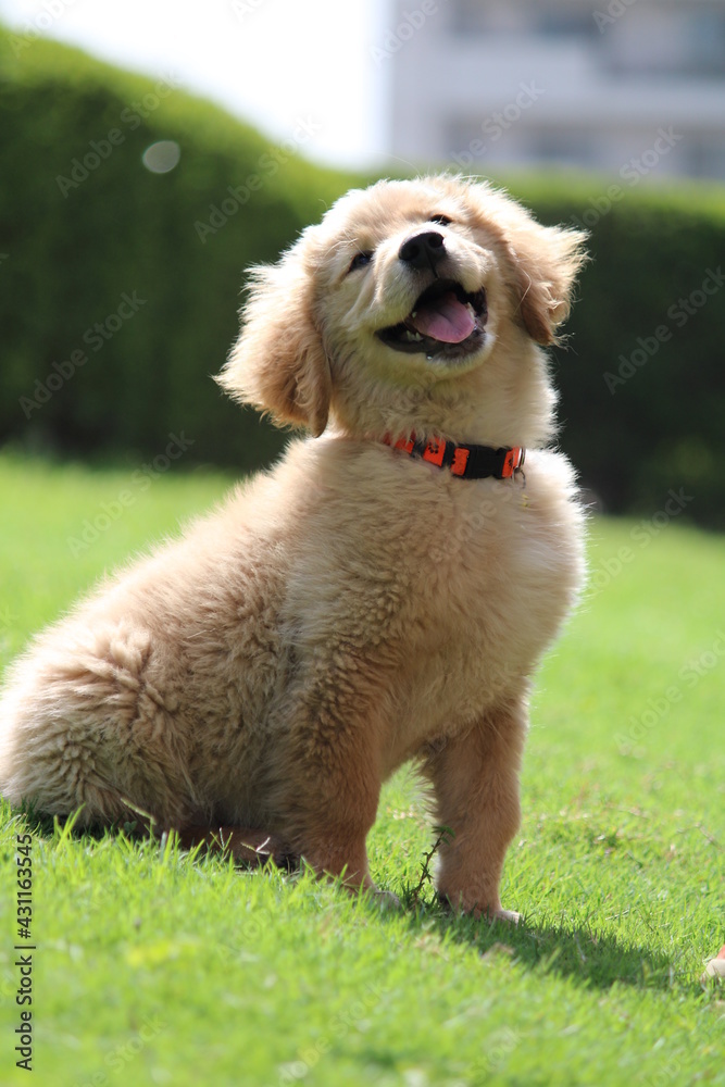 golden retriever puppy golden retriever puppy