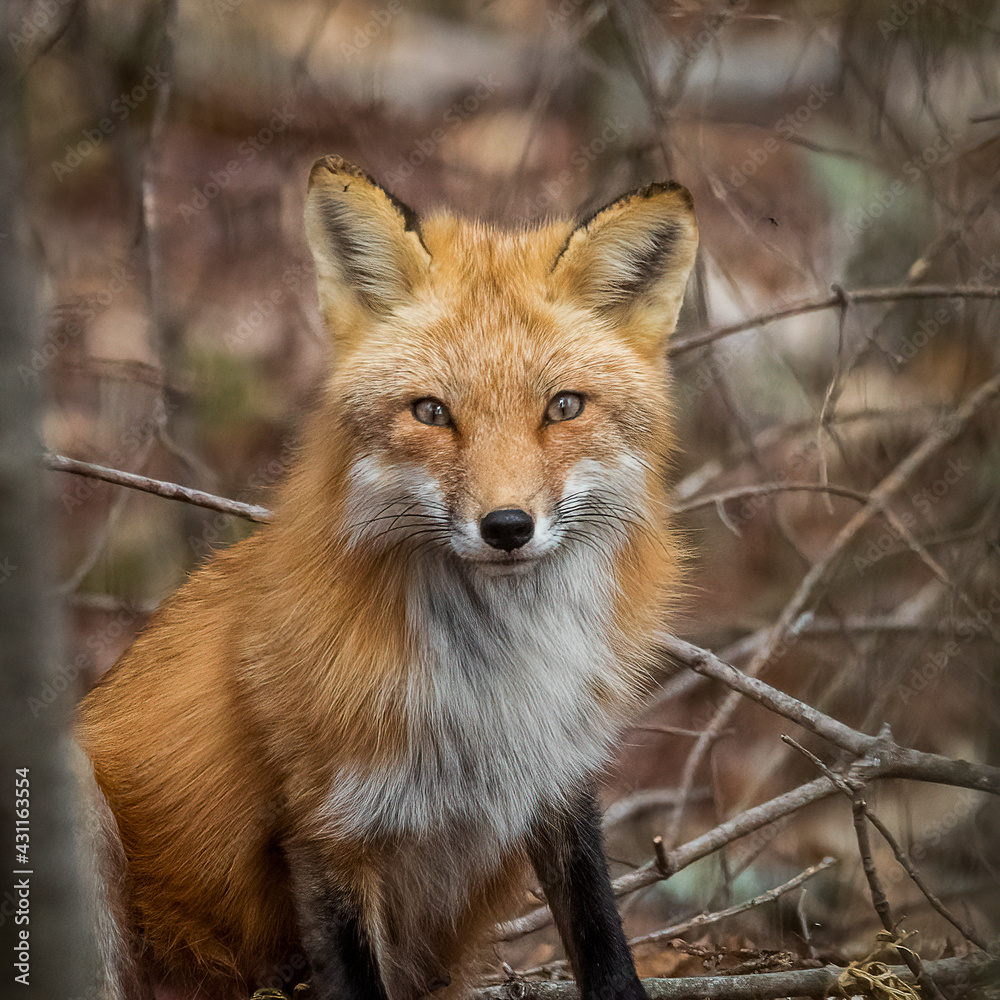 red fox in the wild red fox in the wild