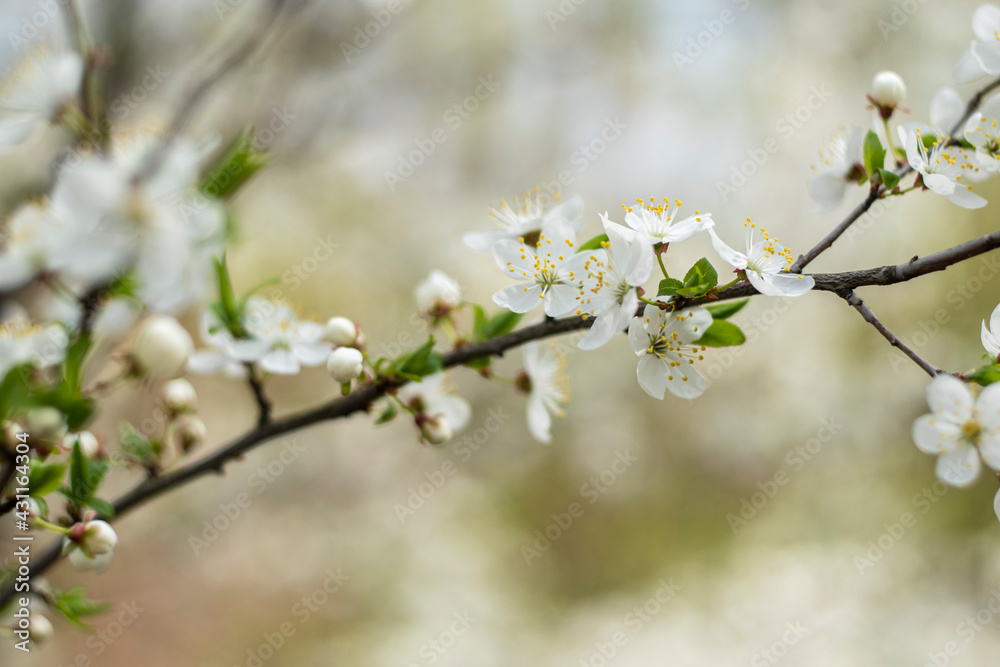 Kyiv, Ukraine, april 2014: Blossom of the Wild Plum in the forest Kyiv, Ukraine, april 2014: Blossom of the Wild Plum in the forest