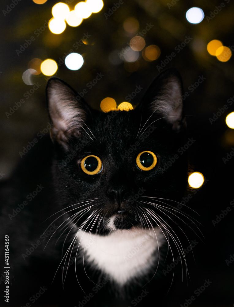 black cat with yellow eyes