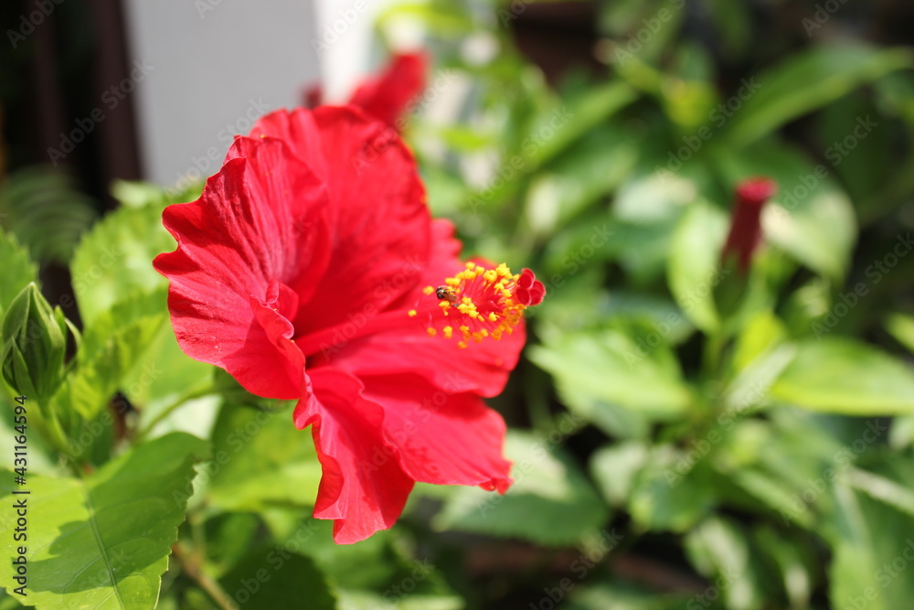 Hibiscus rosa-sinensis, known colloquially as Chinese hibiscus, China rose, rose mallow. Bright-Cinnabarine, Red-Pink, Coral or saffron flower on green and white blur background of nature.