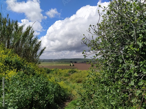 landscape with a tree