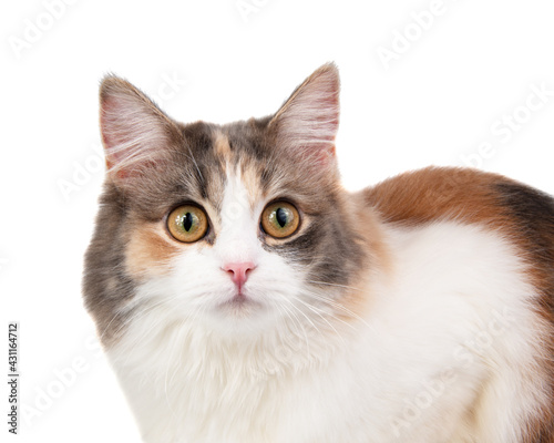 Bright longhair multicolor cat portrait isolated on the white background
