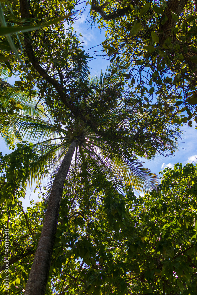 Fototapeta premium Shot of a tropical trees. Outdoors