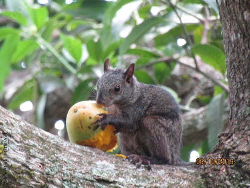 LA ARDILLA Y UN DELICIOSO MANGO photo