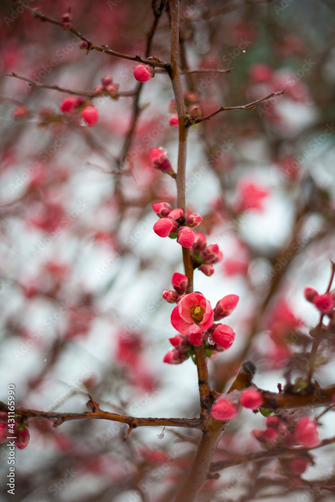 Branches of red flowers in winter Branches of red flowers in winter