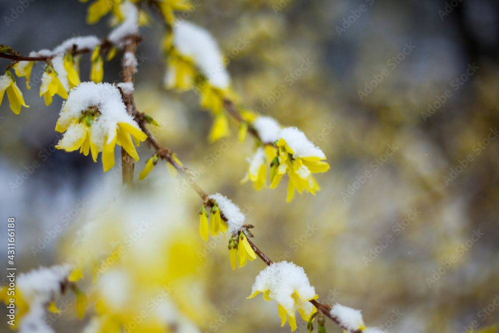Branches of yellow flowers in winter