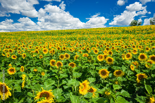 Sunflower field in summer. Agriculture in Poland.