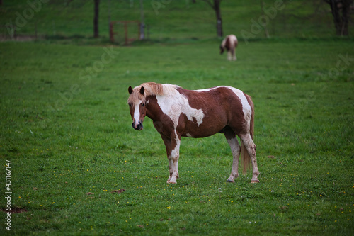 Pferde, Weide, Gras, grün, Frühling, Herde © RR-Photographer
