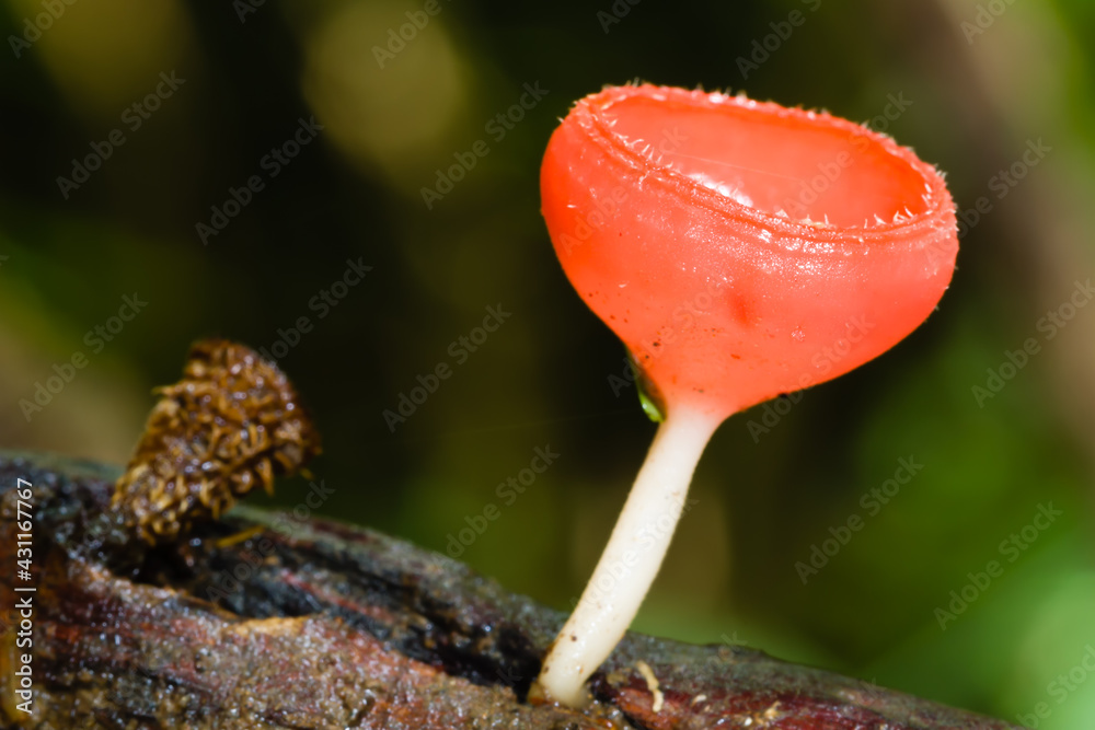 Red mushroom or Champagne mushroom in rain forest. Red mushroom or Champagne mushroom in rain forest.