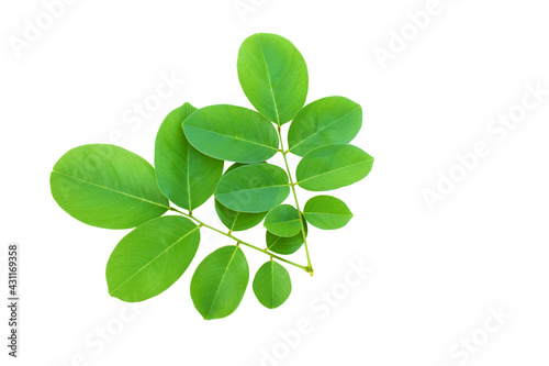 leaves isolated on white background