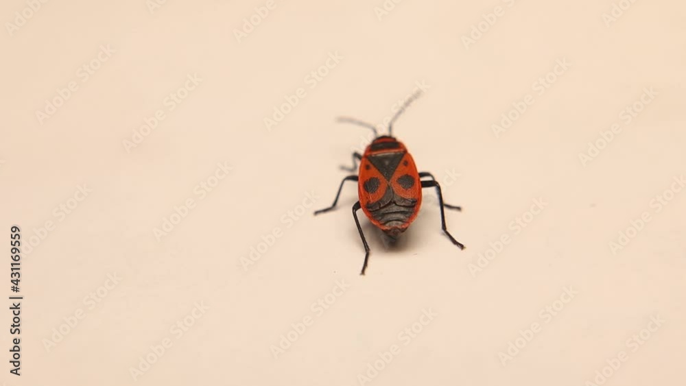 firebug on a white background
Red and black striped stink bug isolated.
it's also called a red bug with black dots.
bugs, insect, insects.
animal, animals, wildlife, wild nature, woods.
spring, summer